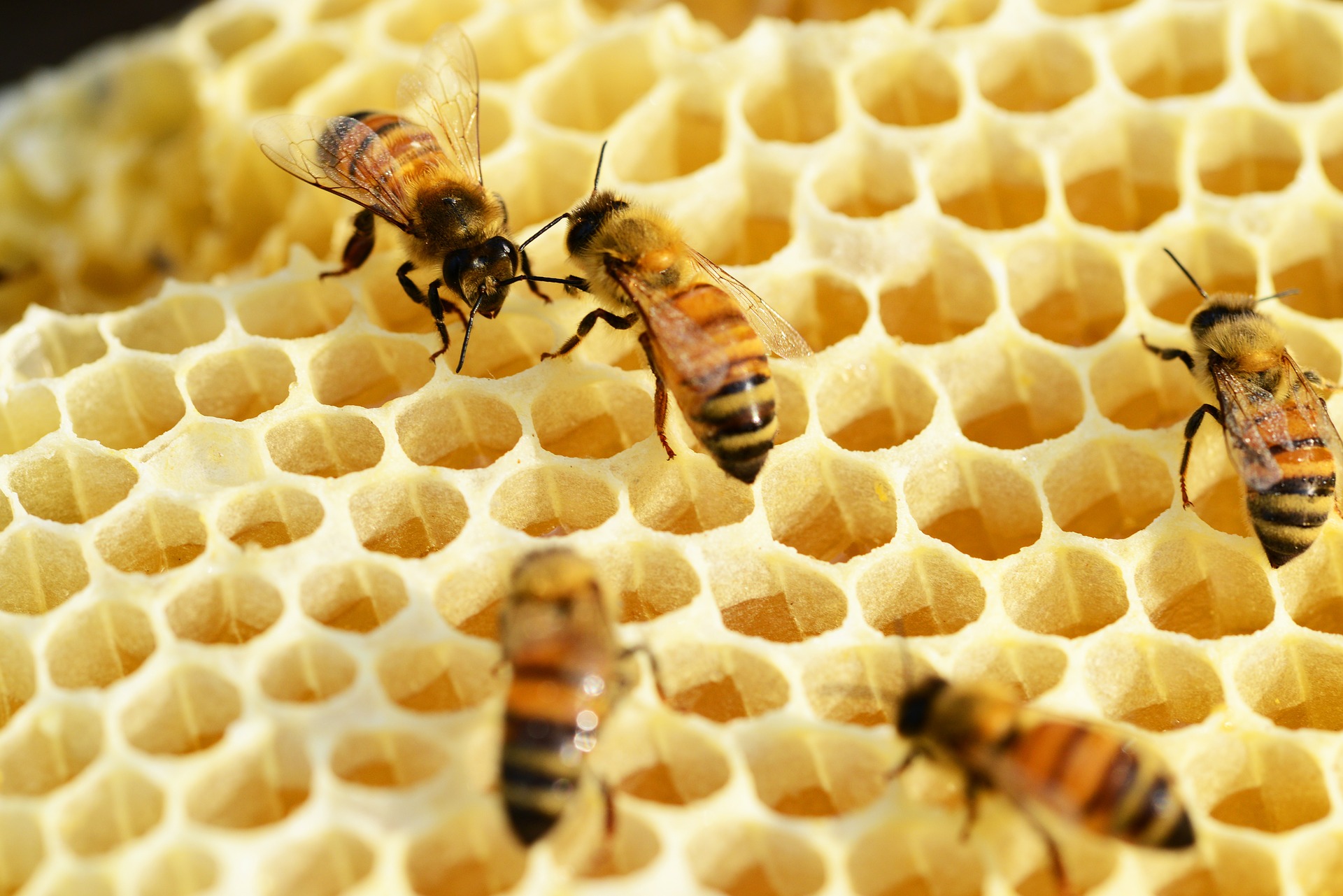 What is a honey trap?